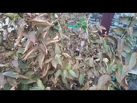 Видео: 🍂Обрезка вейгелы осенью.