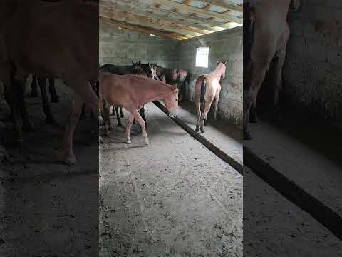 Видео: топырақ жеген бордақы тайлар