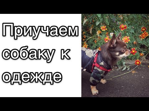 Видео: Как приучить собаку к одежде? Какие собаки нуждаются в одежде? Советы и рекомендации