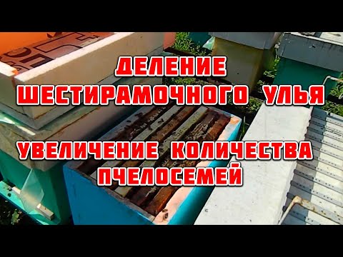 Видео: Деление шестирамочного улья   Увеличиваем количество пчелосемей. Пчеловодство в шестирамочниках
