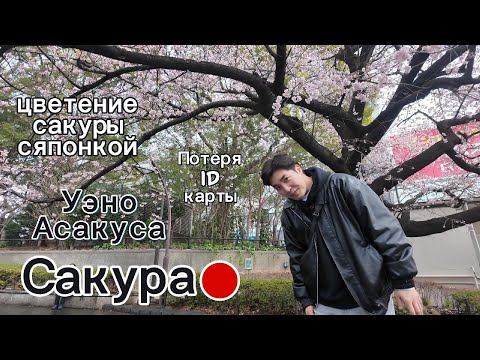 Видео: #vlog ЯПОНИЯ | Цветение Сакуры с Японкой, Потеря японской ID карты, Уэно и Асакуса. #sakura #japan
