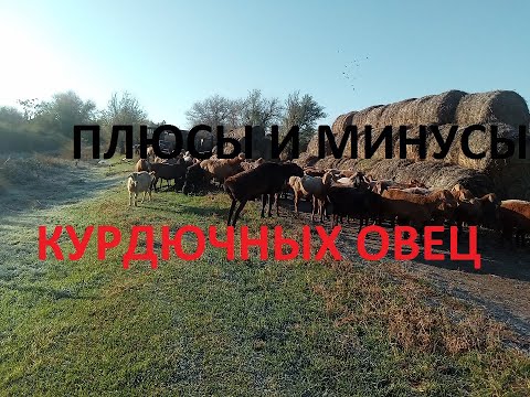 Видео: ПРЕИМУЩЕСТВА курдючных овец над другими породами