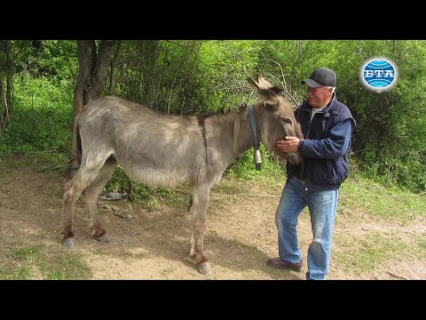 Видео: BTA:Родственик на Гюрга Пинджурова възстановява развъждането на магарета в Трънско