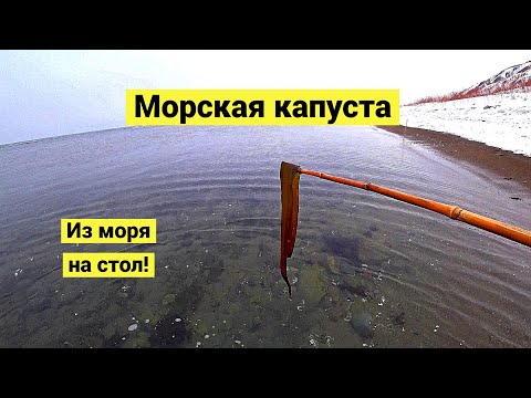 Видео: Ламинария японская. Сбор и заготовка