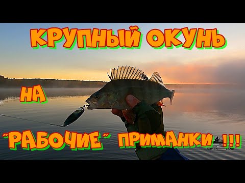 Видео: Ловля ОКУНЯ на Спиннинг в Октябре ! Рабочие колеблющиеся блесны на ОКУНЯ .