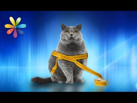 Видео: Помогаем коту сбросить лишний вес – Все буде добре. Выпуск 984 от 16.03.17
