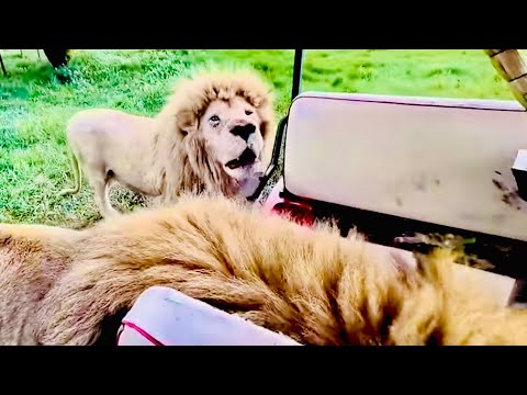 Видео: ЖЕСТКО! Львы делят мясо прямо у нас в машине, Олег Зубков завтракает, а я дрожу…)))