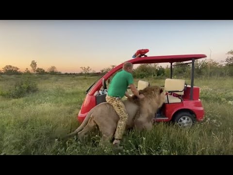 Видео: Лев Султан ТАК СОСКУЧИЛСЯ ! Обнимашки на цветочной поляне !