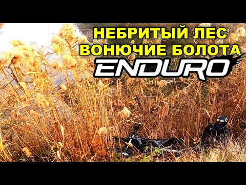 Видео: НЕБРИТЫЙ ЛЕС / ЭНДУРО / ВОНЮЧИЕ БОЛОТА