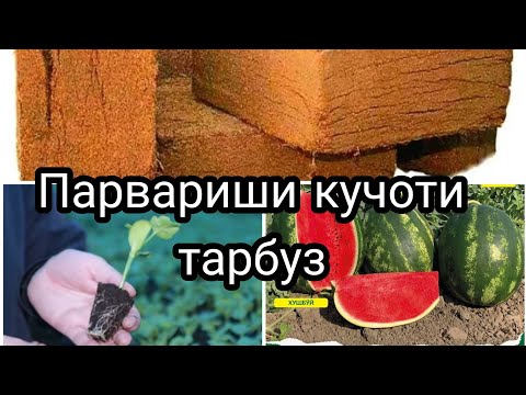 Видео: Маълумоти пура дар бораи парвариши ниҳоли тарбузи барвақти дар гармхона.