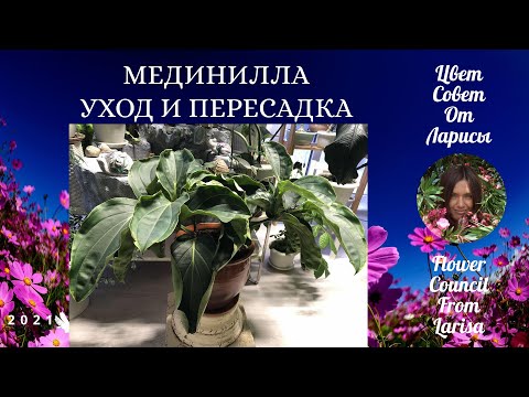 Видео: МЕДИНИЛЛА УХОД И ПЕРЕСАДКА 4К