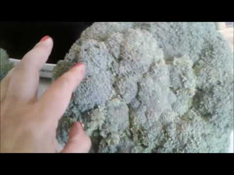 Видео: капуста брокколи Лорд!