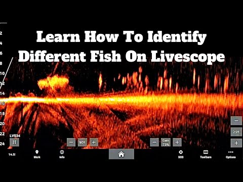 Видео: Учимся определять окуня и другие виды на LIVESCOPE