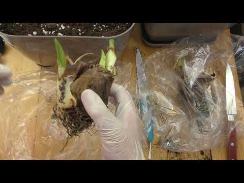 Видео: обработка луковиц pink panther  Cleopatra