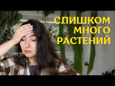 Видео: очередные ПЕРЕСТАНОВКИ на СТЕЛЛАЖЕ | новые ПОДСТАВКИ для РАСТЕНИЙ | НЕХВАТКА места и ПОЛИВ 🌿