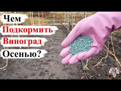 Видео: Лучшие УДОБРЕНИЯ для ПОДКОРМКИ Винограда ОСЕНЬЮ!