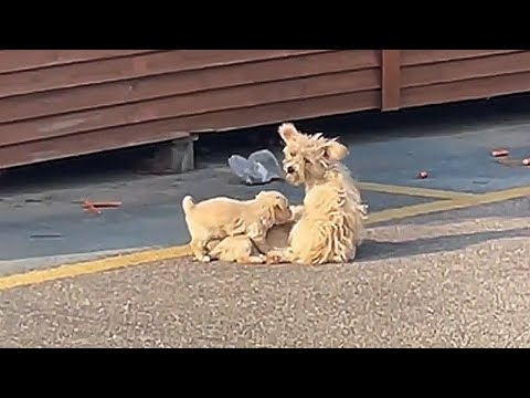 Видео: Бездомная собака с 3 щенками борется за еду, но встречает мою ангельскую мать, изменившую её судьбу