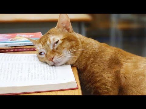 Видео: Смешные коты, которые вас разорвут! 🤣 | Постарайтесь не смеяться 😹 Часть 12