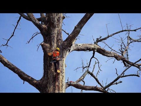 Видео: Очень опасно..!!эвакуация мертвых и обветренных деревьев очень тревожна