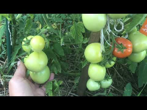 Видео: Обзор томатов открытого грунта 2021. Томаты для дачника выходного дня.