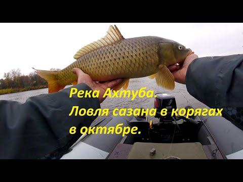 Видео: Река Ахтуба. Ловля сазана в корягах в октябре.