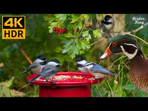 Видео: кошка тв 😺🐦 Красивые садовые птицы и утки 🦆 8 часов (4K HDR)