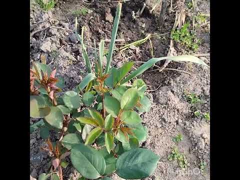 Видео: Чому відстають троянди в рості ? І інше...