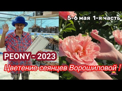 Видео: Сеянцы пионов Ворошиловой. Цветение 2023 года / Сад Ворошиловой