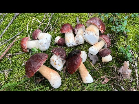 Видео: БАРАБИНГА - БОРОВАЯ УДАЧА ! ЗА ГРИБАМИ В СОСНОВЫЙ БОР ! Грибы  2025  !