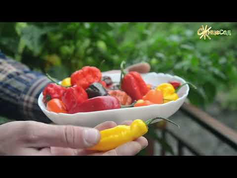 Видео: 🌶️  Найцікавіше про гострі перці: бліц-інтерв’ю 😋🌶️