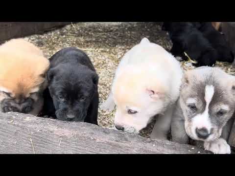 Видео: 29 октября 2025 г.