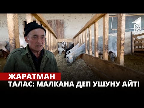 Видео: Талас: малкана деп ушуну айт! | Жаратман