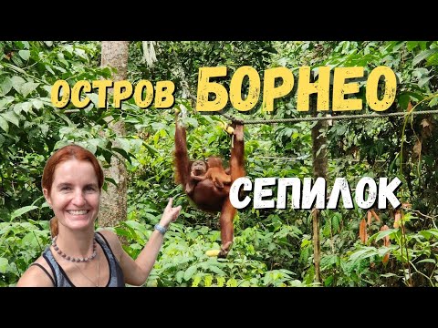 Видео: БОРНЕО (КАЛИМАНТАН) Джунгли и орангутаны в Малайзии