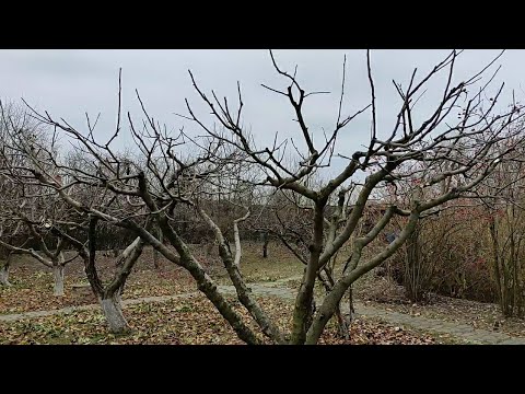 Видео: Простая и доступная обрезка плодовых деревьев с Виктором Алиповым. Часть 1.