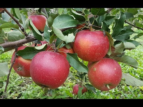 Видео: Сорт яблони Элиза \ apple variety Eliza