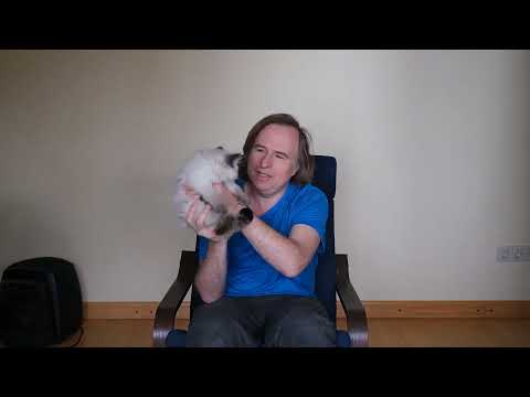 Видео: Рассказываю про котят породы Невская Маскарадная.