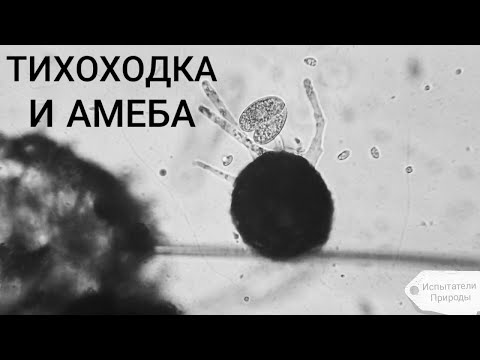 Видео: ТИХОХОДКА и АМЁБА в капле весенней воды!