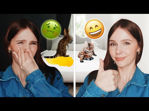 Видео: КОТ ПИСАЕТ НА КРОВАТЬ | ЧТО ДЕЛАТЬ? | РАЗБИРАЕМСЯ В ПРИЧИНАХ