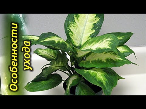 Видео: ДИФФЕНБАХИЯ – секреты ухода, условия выращивания.