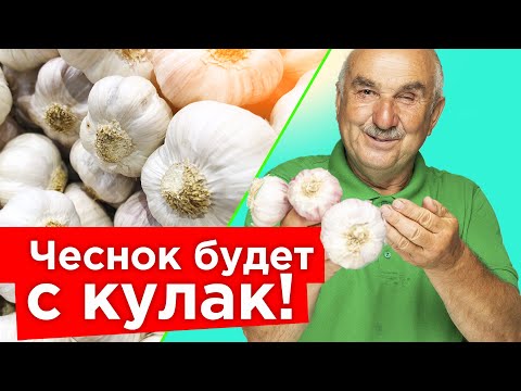 Видео: ЧЕСНОК УДИВИТ НЕБЫВАЛЫМ УРОЖАЕМ, ЕСЛИ ПОСАДИТЬ ЕГО ТАК ОСЕНЬЮ! Пошаговая посадка чеснока от агронома