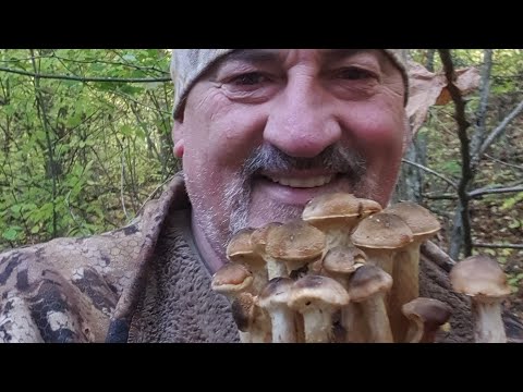 Видео: ИКРА ИЗ ОПЯТ. РЕЦЕПТЫ СЮФ #рецепт #грибочки #опята #чернаяикра #тихаяохота #лесныегрибы #вкусняшки 