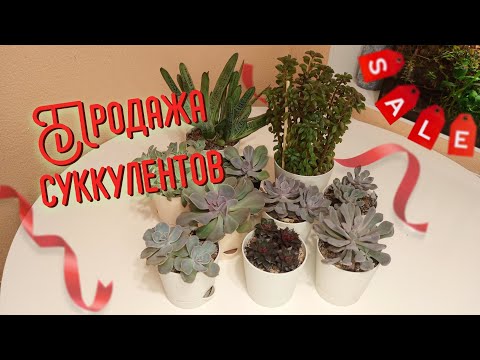 Видео: Продажа суккулентов (излишки)