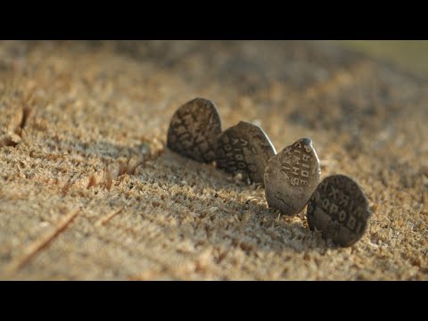 Видео: Старинное место в лесу.