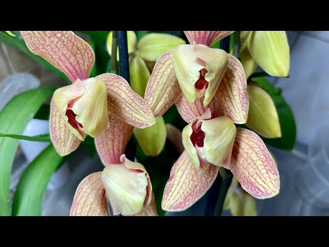 Видео: 11 новых орхидей или история о том, как я завязала 😆🤪🙈🦋
