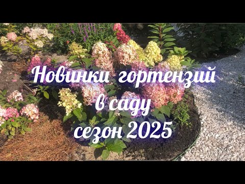 Видео: Новинки гортензий в саду сезон 2025