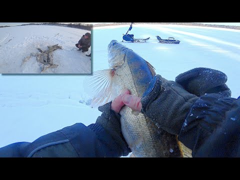 Видео: ДА СКОЛЬКО ВЫ ПОГУБИЛИ СУДАКА. ГРЕБАННЫЕ БРАКОНЬЕРЫ. Зимняя рыбалка.