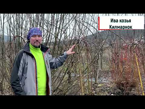 Видео: Как привить иву на штамб - Полная инструкция