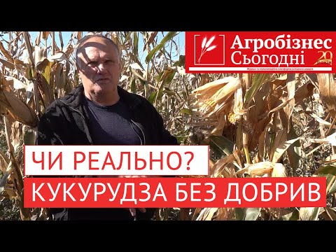 Видео: Чи можна виростити кукурудзу без мінеральних добрив?