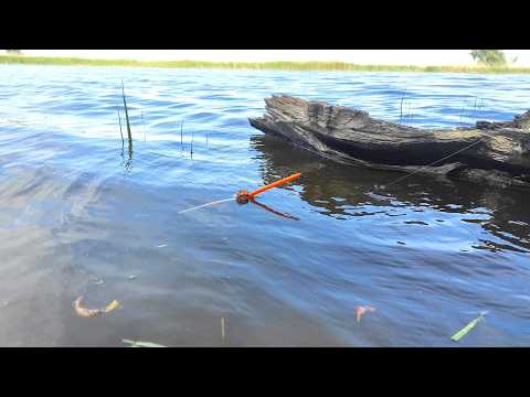 Видео: САЗАНЫ МАШИНЫ!! КЛЮЕТ СНОВА И СНОВА - ЖОР НА УДОЧКУ Рыбалка на поплавок