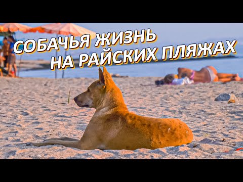 Видео: Тайский риджбек - полудикая собака рядом с человеком. Почему тайцы не решают проблему бродячих псов.